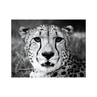 Wandbild Gepard Schwarz Weiss