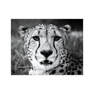 Wandbild Gepard Schwarz Weiss