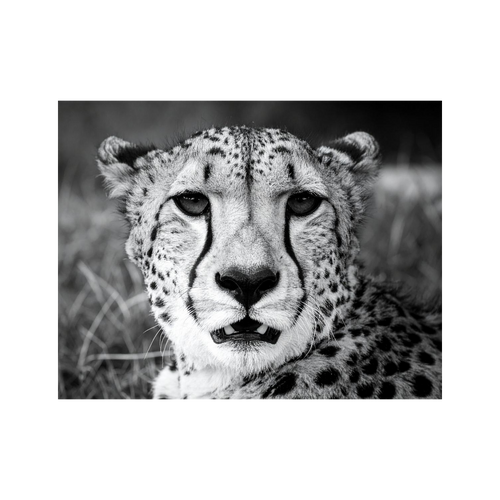 Wandbild Gepard Schwarz Weiss