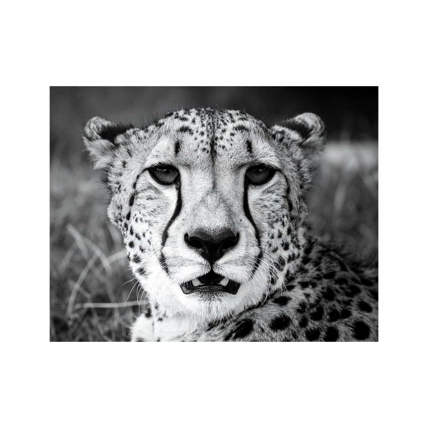 Wandbild Gepard Schwarz Weiss