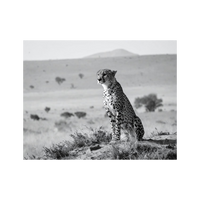 Wandbild Gepard Schwarz Weiss 2