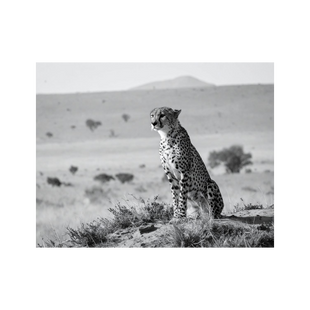 Wandbild Gepard Schwarz Weiss 2