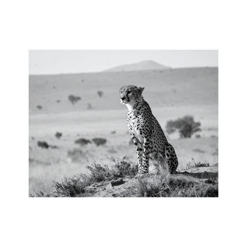 Wandbild Gepard Schwarz Weiss 2