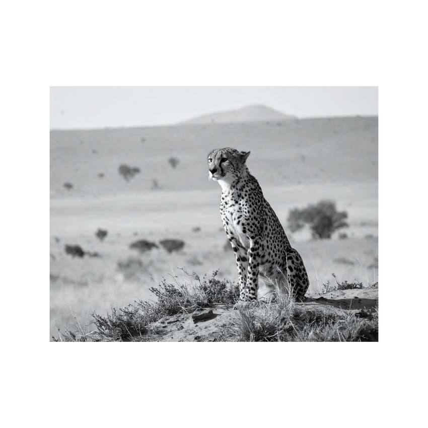 Wandbild Gepard Schwarz Weiss 2