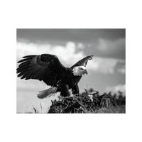 Wandbild Adler Schwarz Weiss