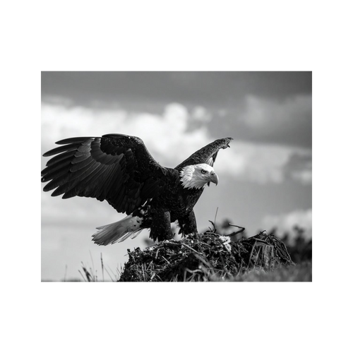 Wandbild Adler Schwarz Weiss