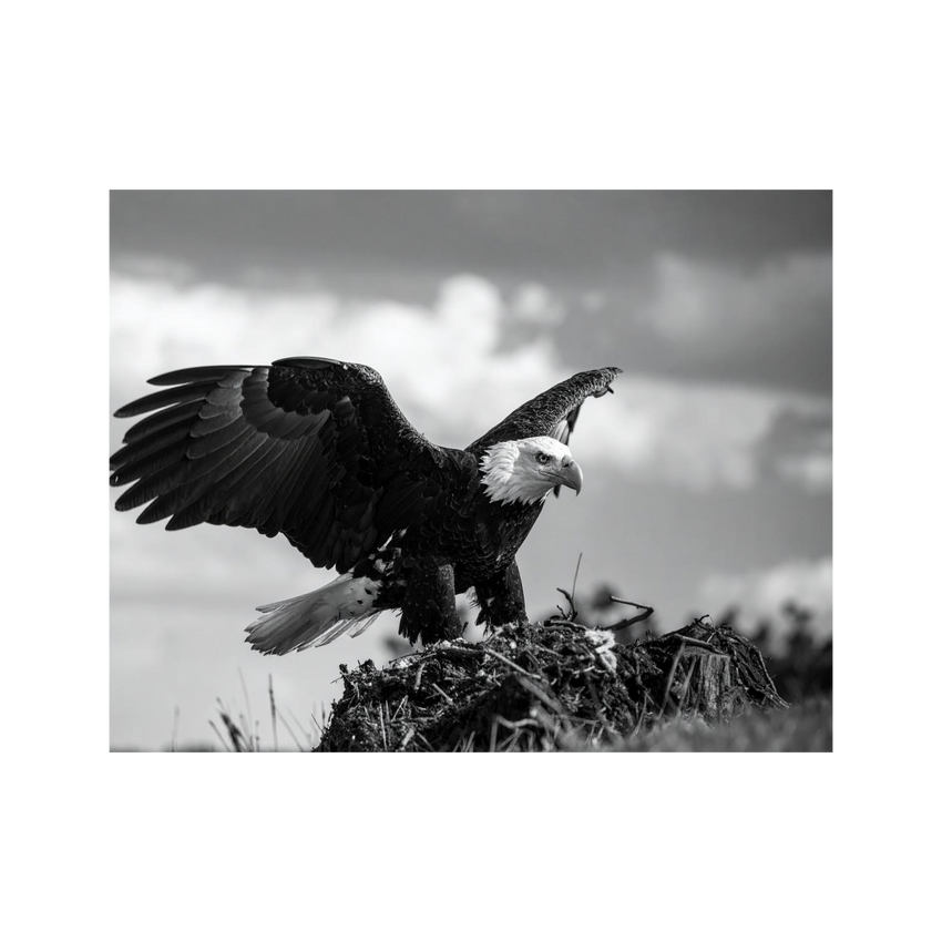 Wandbild Adler Schwarz Weiss