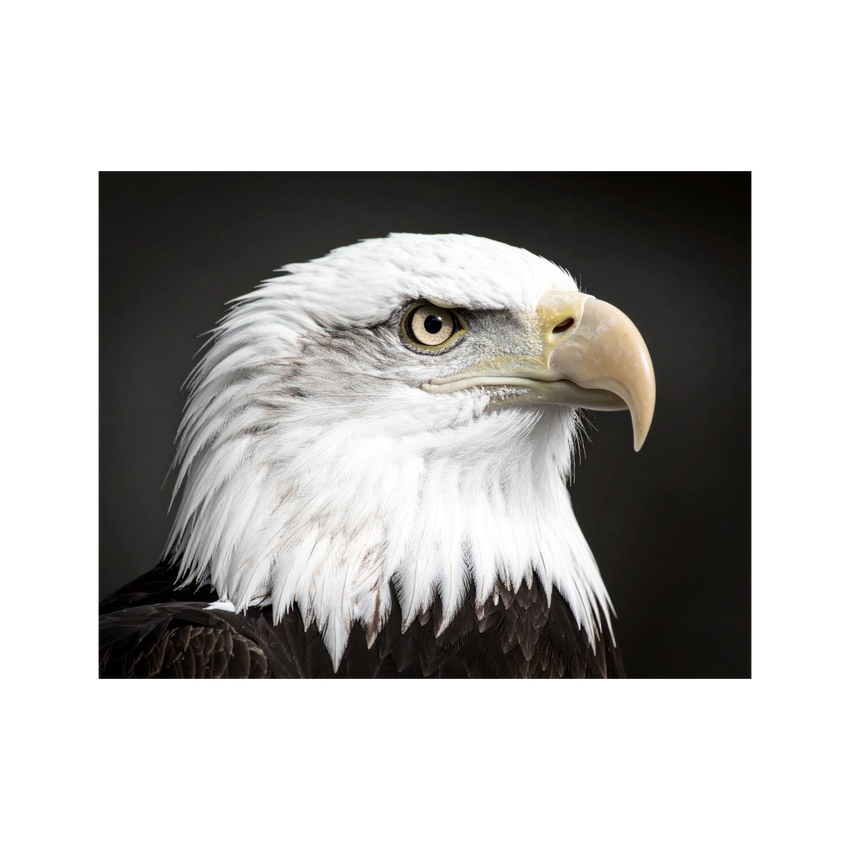 Wandbild Adler Schwarz Weiss 2