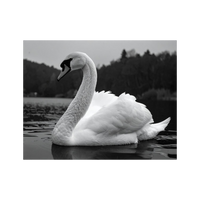 Wandbild Schwan Schwarz Weiss 1
