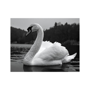 Wandbild Schwan Schwarz Weiss 1
