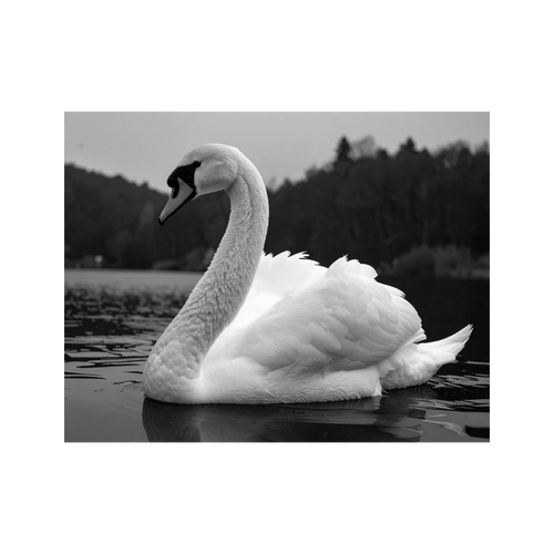 Wandbild Schwan Schwarz Weiss 1
