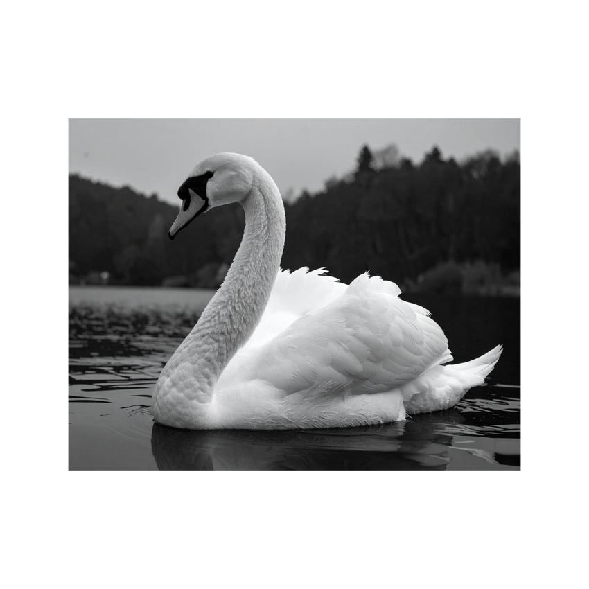 Wandbild Schwan Schwarz Weiss 1