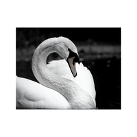 Wandbild Schwan Schwarz Weiss 2