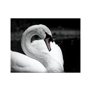 Wandbild Schwan Schwarz Weiss 2