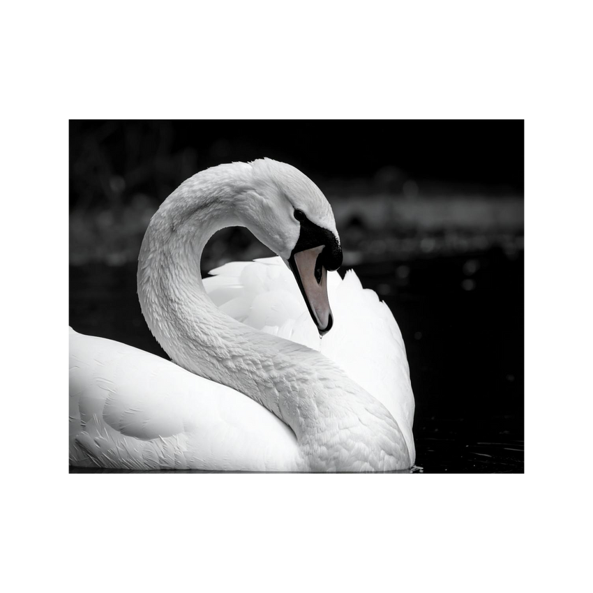 Wandbild Schwan Schwarz Weiss 2