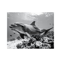 Wandbild Delfin Schwarz Weiss 2