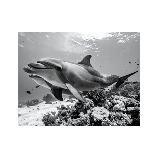Wandbild Delfin Schwarz Weiss 2