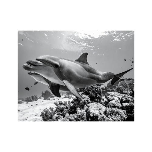 Wandbild Delfin Schwarz Weiss 2