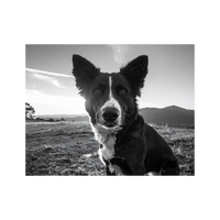 Wandbild Hund Schwarz Weiss