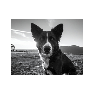 Wandbild Hund Schwarz Weiss