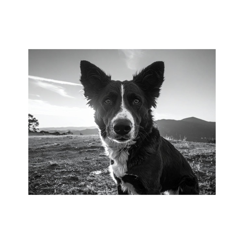 Wandbild Hund Schwarz Weiss