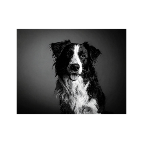 Wandbild Hund Schwarz Weiss 2
