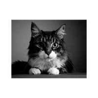 Wandbild Katze Schwarz Weiss