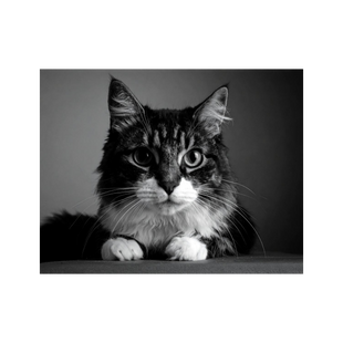 Wandbild Katze Schwarz Weiss