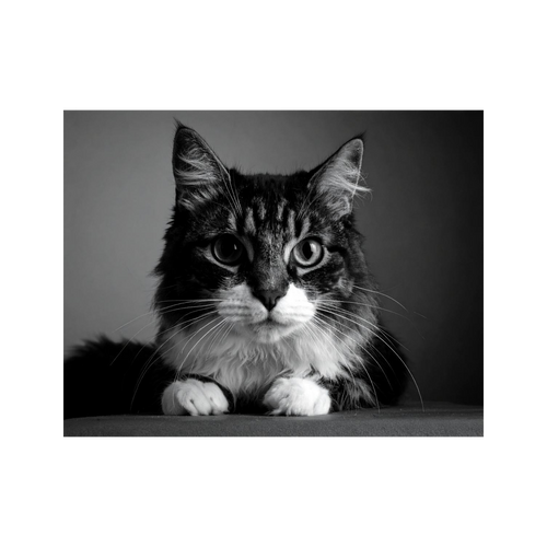Wandbild Katze Schwarz Weiss
