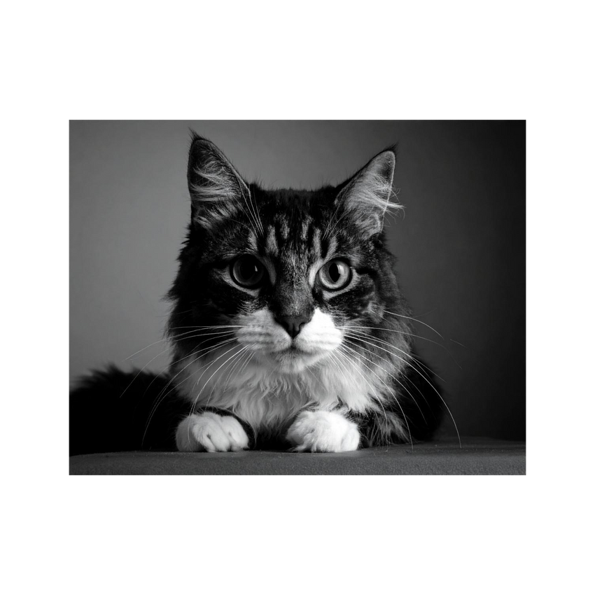 Wandbild Katze Schwarz Weiss