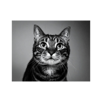 Wandbild Katze Schwarz Weiss 2