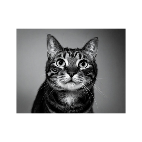 Wandbild Katze Schwarz Weiss 2