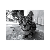 Wandbild Katze Schwarz Weiss 3