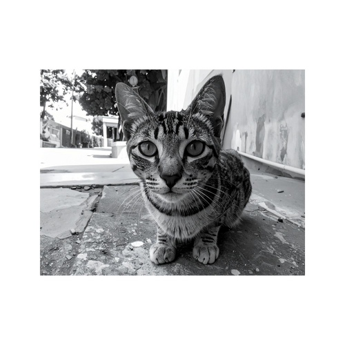 Wandbild Katze Schwarz Weiss 3
