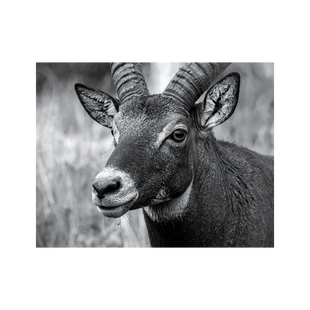 Wandbild Steinbock Schwarz Weiss 1