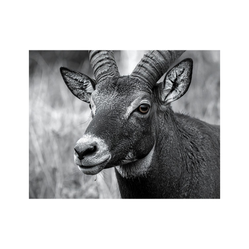 Wandbild Steinbock Schwarz Weiss 1