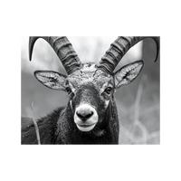 Wandbild Steinbock Schwarz Weiss 2