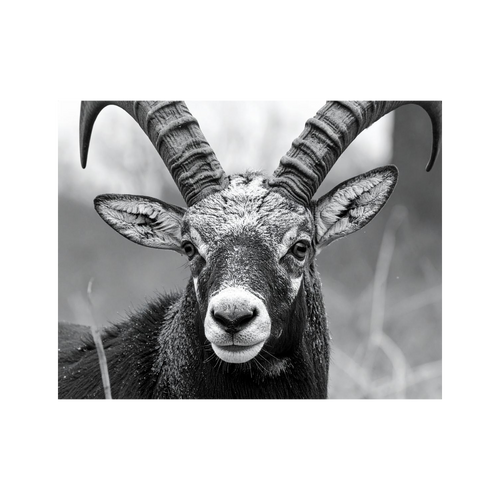 Wandbild Steinbock Schwarz Weiss 2