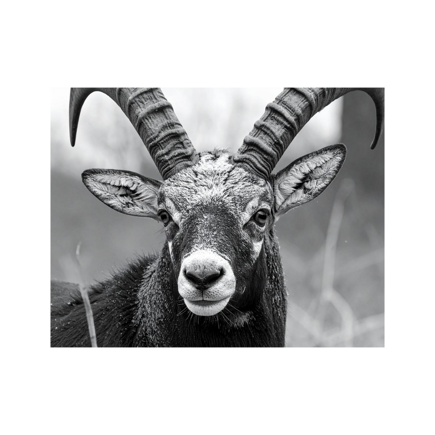 Wandbild Steinbock Schwarz Weiss 2