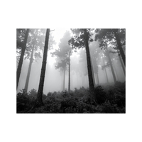 Wandbild Vernebelter Wald Schwarz Weiss 1