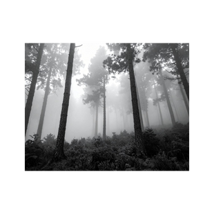 Wandbild Vernebelter Wald Schwarz Weiss 1