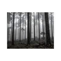 Wandbild Vernebelter Wald Schwarz Weiss 2