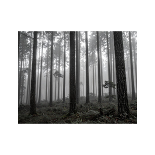 Wandbild Vernebelter Wald Schwarz Weiss 2